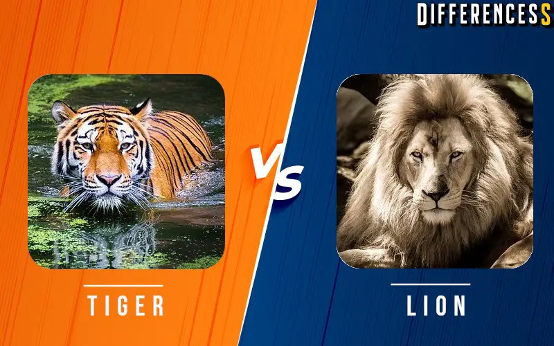Difference Between Lion and Tiger