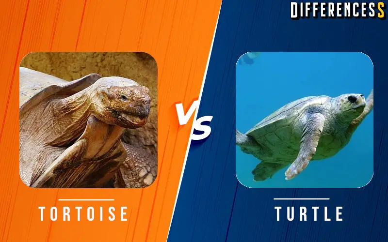 Difference Between Turtle and Tortoise