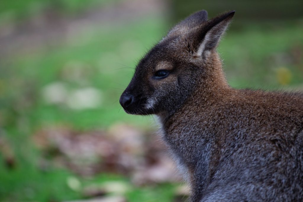 wallaby in wild