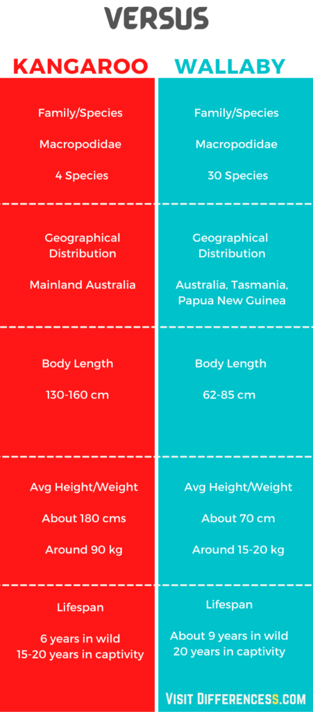 Wallaby Vs Kangaroo Info-graphic