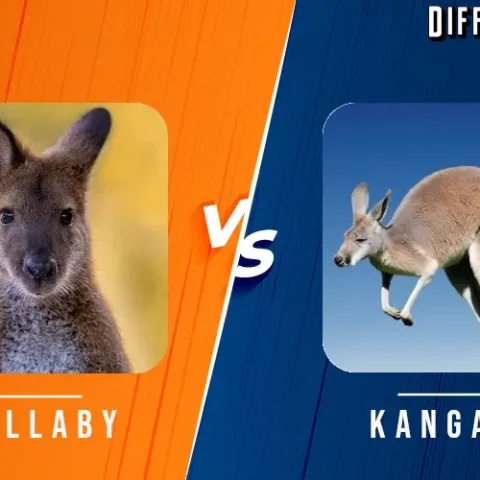 Wallaby vs Kangaroo Differences and Comparison