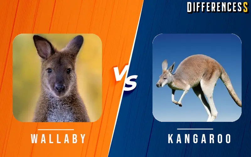 Wallaby Vs Kangaroo Differences And Comparison » Differencess