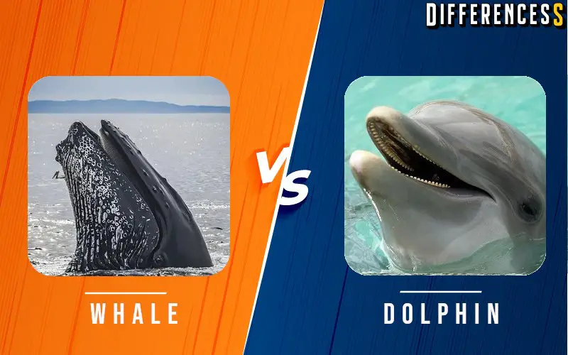 Difference Between Whale and Dolphin