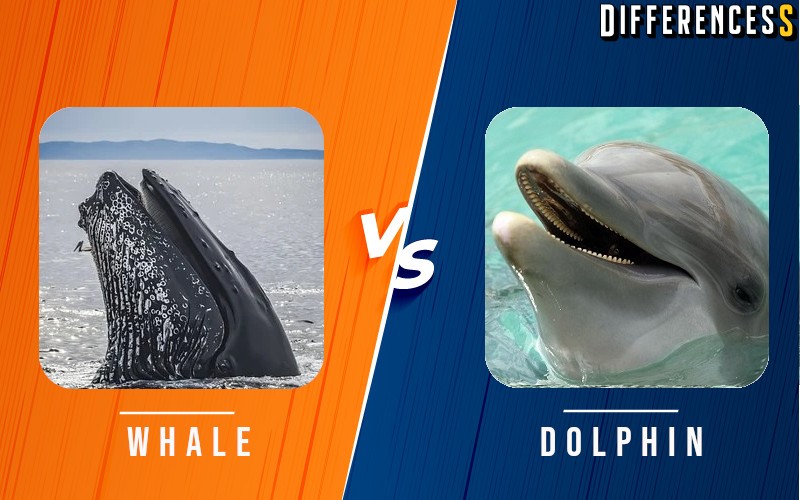 Whale Vs Dolphin Differences And Comparison » Differencess