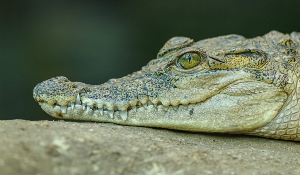 white crocodile