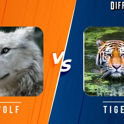 Gray Wolf vs Tiger Differences and Comparison