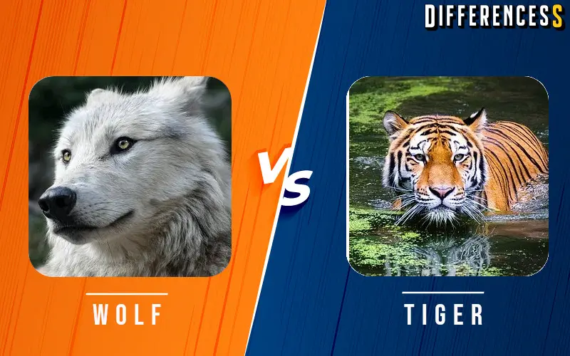 Difference Between Grey Wolf and Tiger