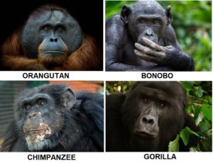 Ape Vs Monkey Differences And Comparison Differencess Ape Vs Monkey Differences And Comparison Differencess