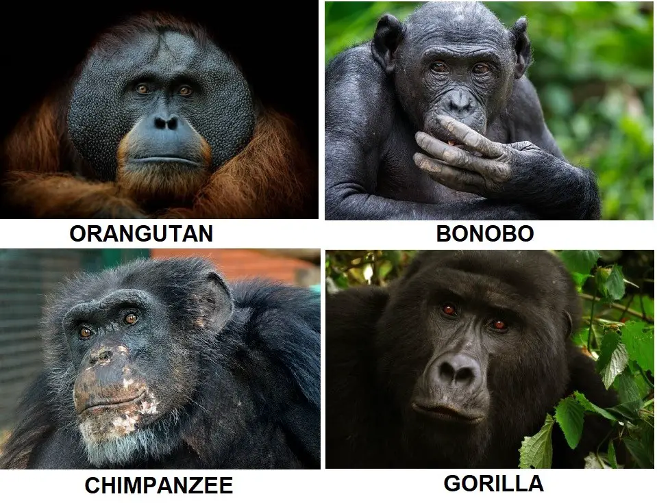 4 Ape Species