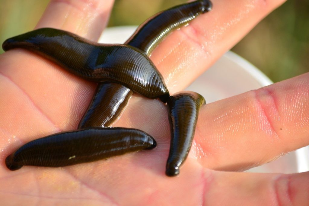 How do Leeches look like? medicinal leeches 