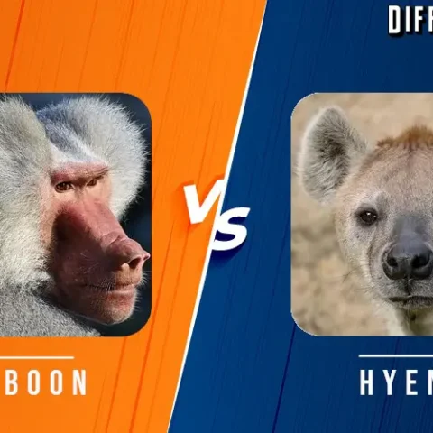 Chacma Baboon vs Hyena Differences and Comparison