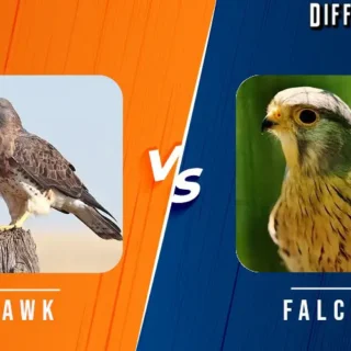 Falcon vs Hawk Differences