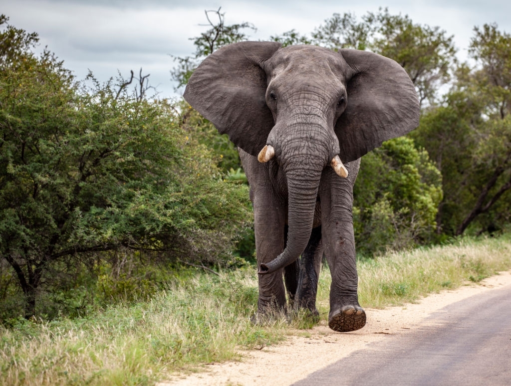 african elephant