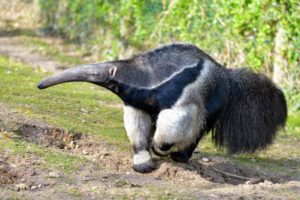 anteater bedrohte tierarten aardvark tridactyla myrmecophaga regenwald