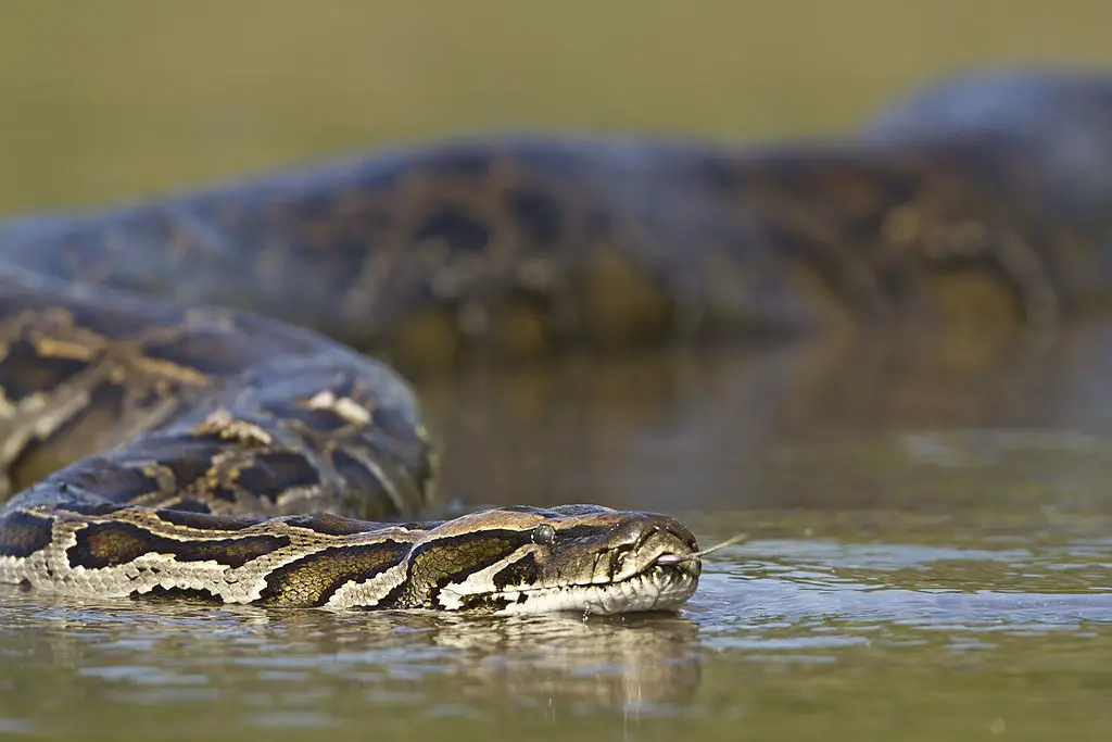 anaconda in water
