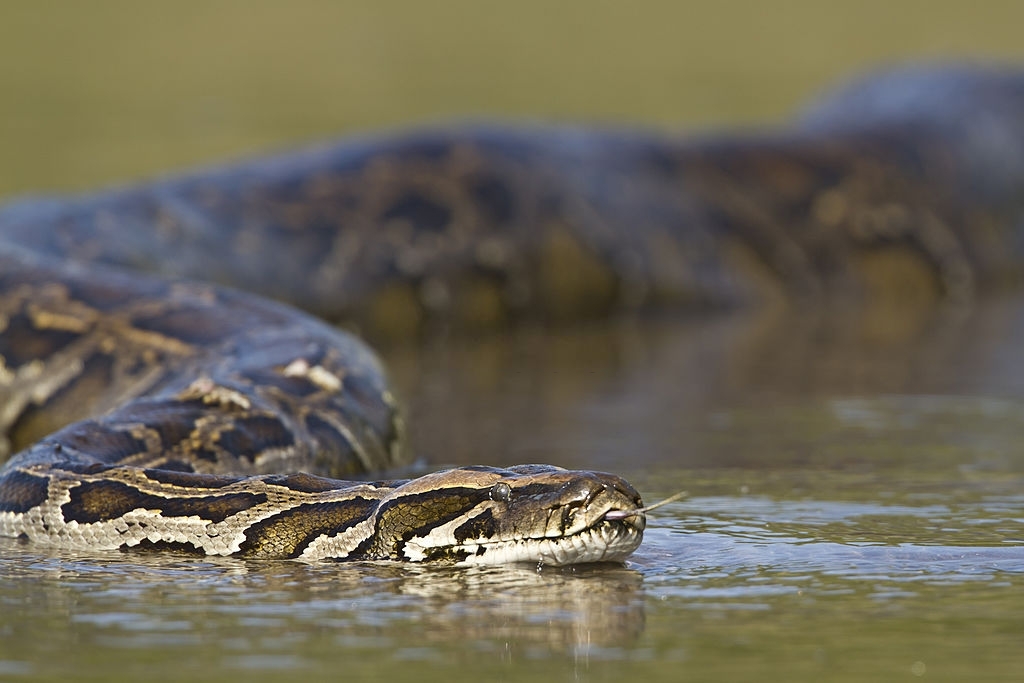 anaconda in water