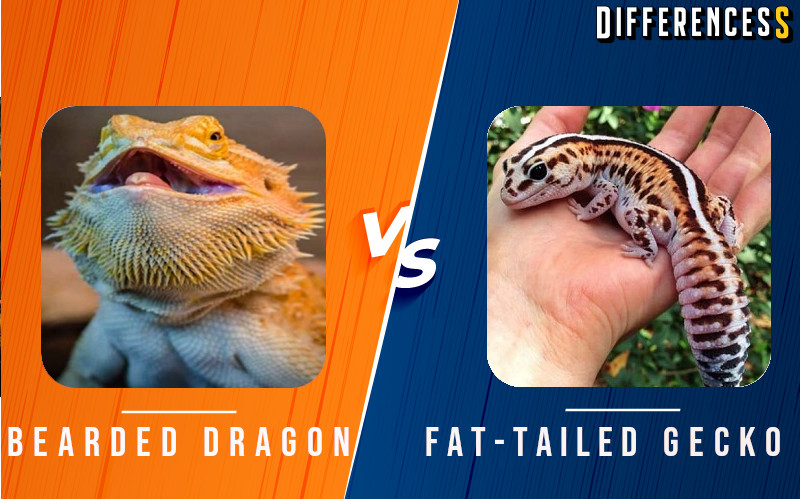 Bearded Dragon vs African Fat-Tail Gecko Comparison