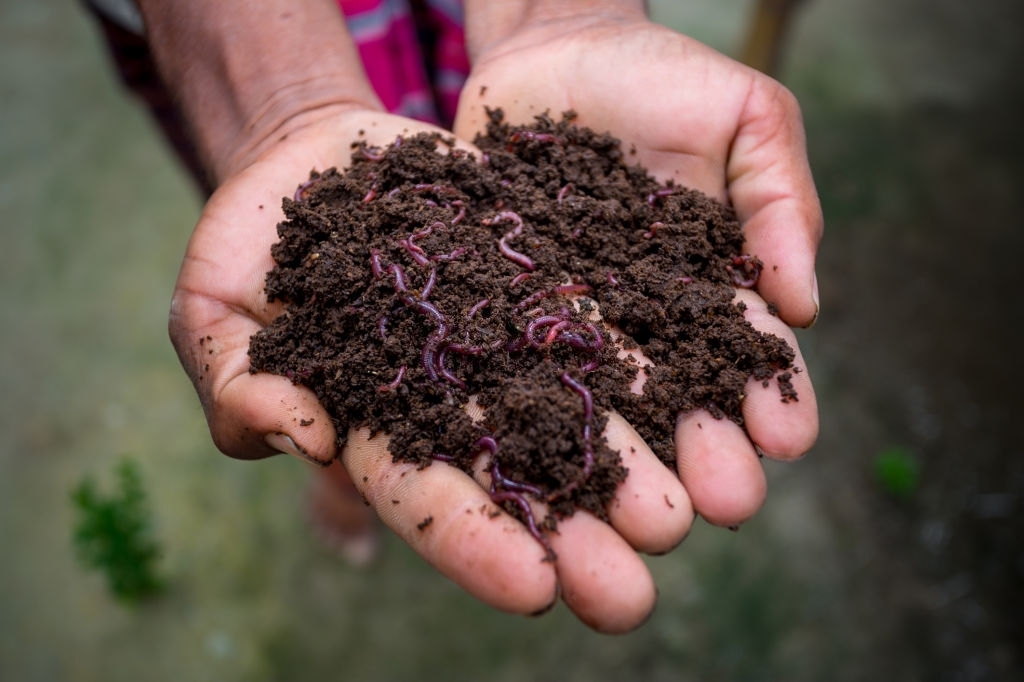 earthworm compost