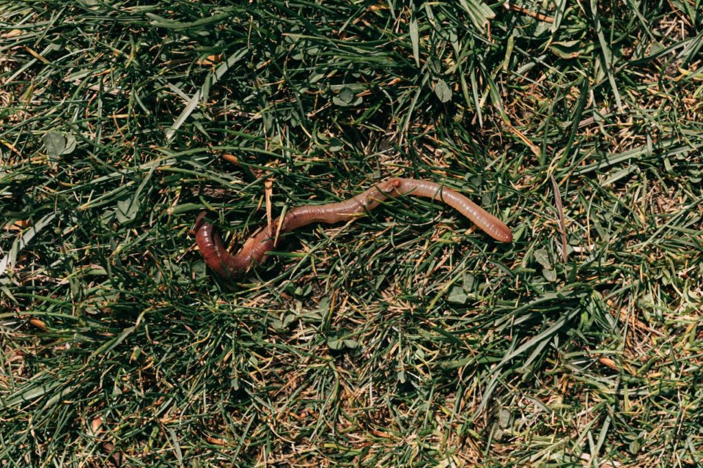 How do earthworms look like?