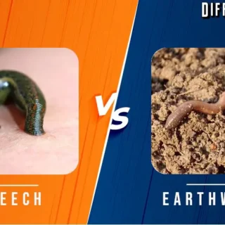 earthworm vs leech