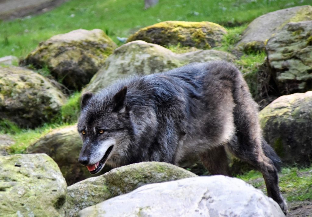 gray wolf hunting