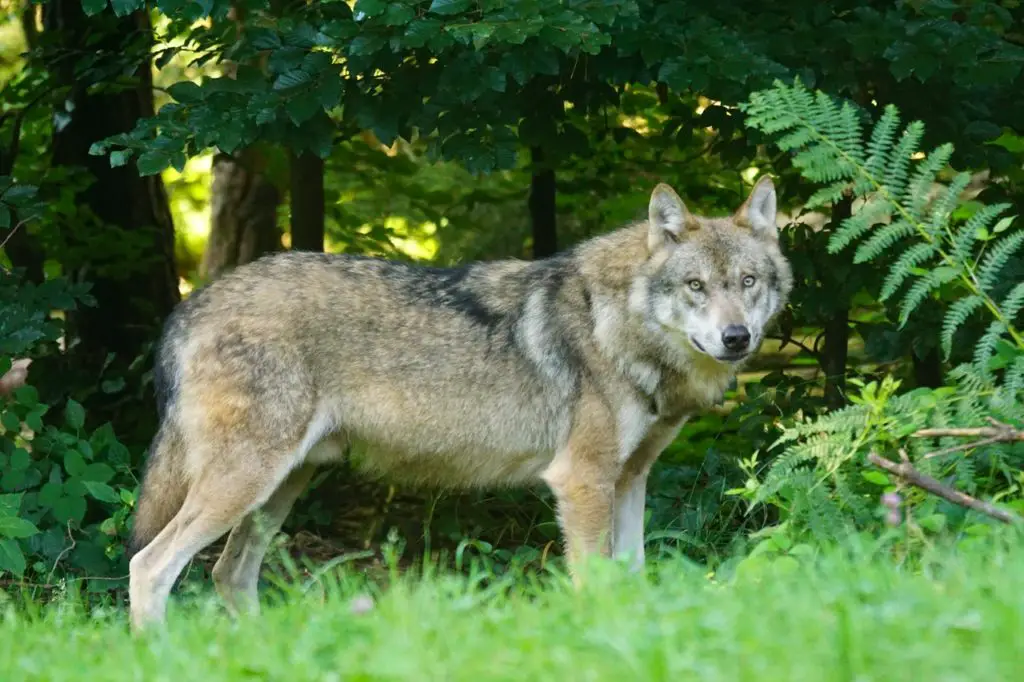 gray wolf in its habitat