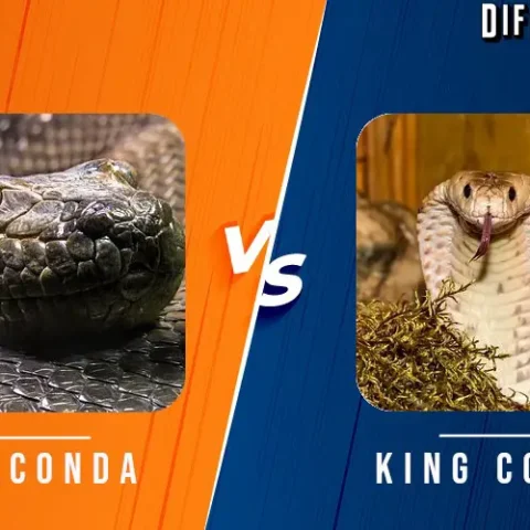 King Cobra vs Green Anaconda Differences and Comparison