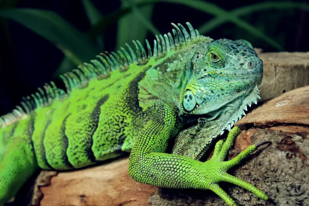 green iguana in zoo