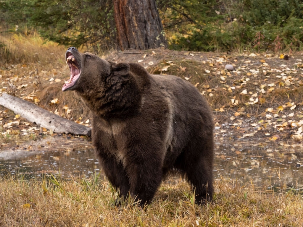 grizzly bear