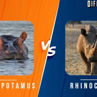 hippopotamus vs rhinoceros