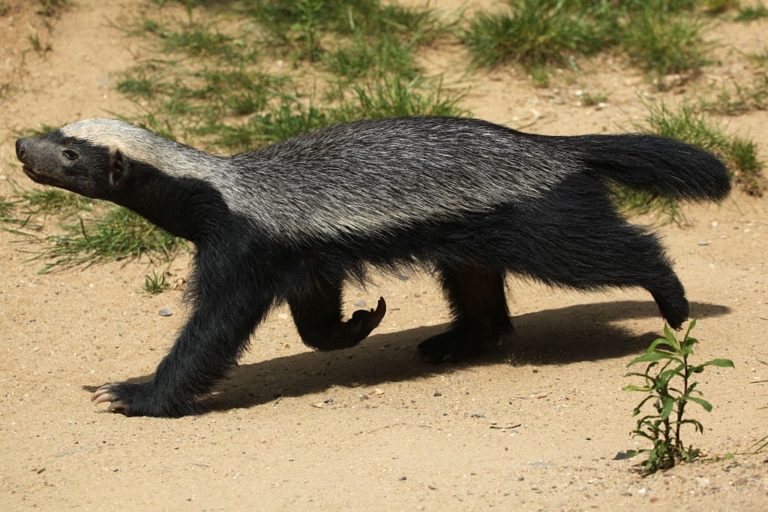 African Lion Vs Honey Badger Differences And Comparison » Differencess