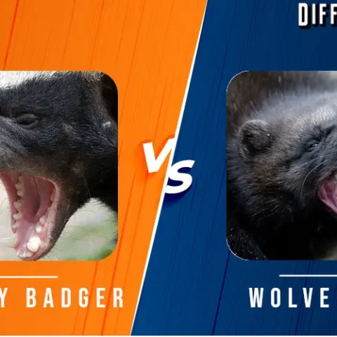 Wolverine vs Honey badger Differences and Comparison