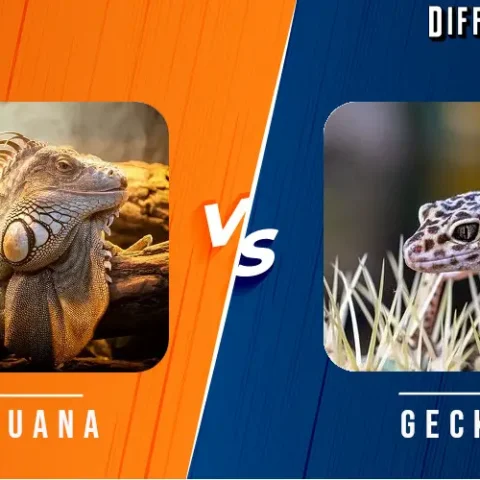 Iguana vs Gecko Differences and Comparison