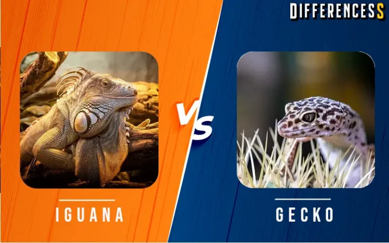 Iguana vs Gecko Differences and Comparison 3 Iguana vs Gecko