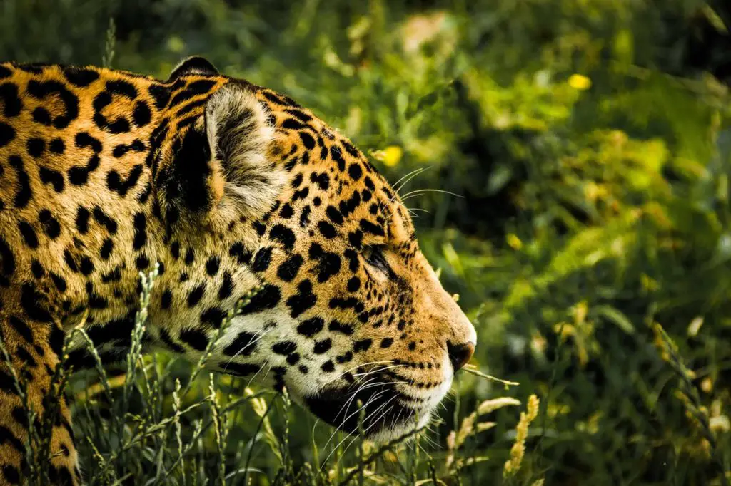 jaguar hunting in the wild