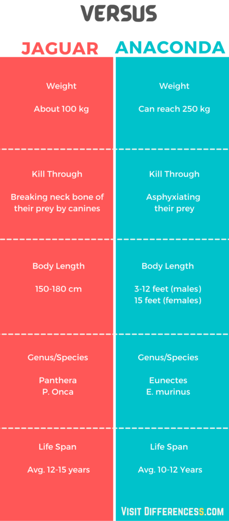 jaguar vs anaconda infographic