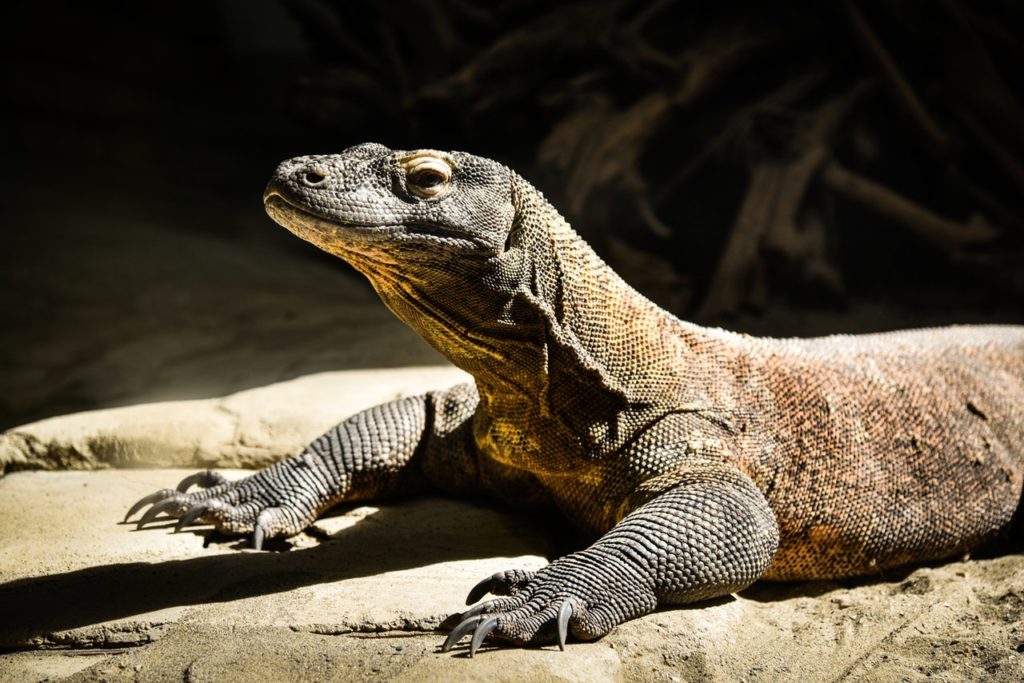 komodo dragon