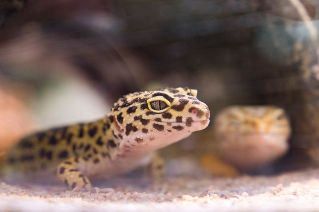 leapord gecko in wild