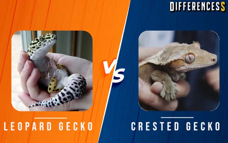 Crested Gecko vs Leopard Gecko Comparison