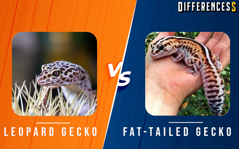 comparsion between leopard gecko and fat tailed gecko