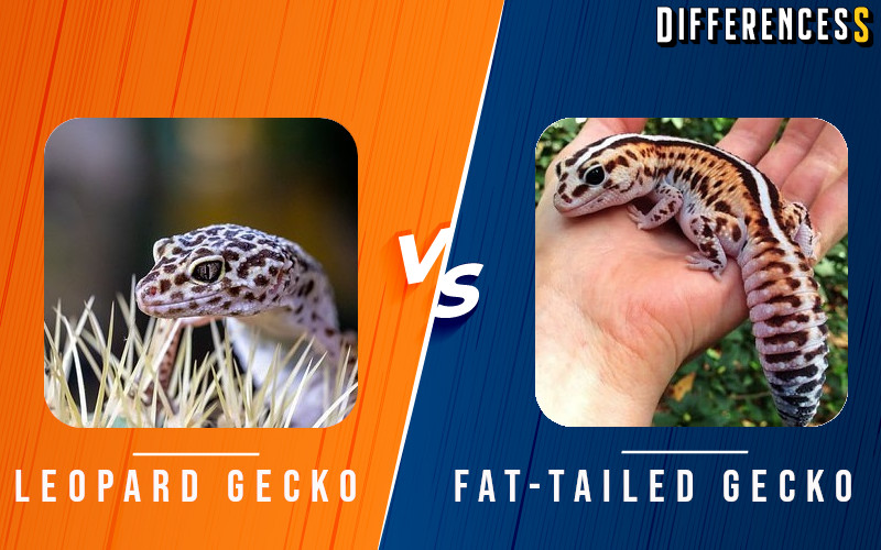 Leopard Gecko vs African Fat tail Gecko Comparison