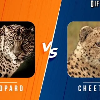 Leopard vs Cheetah