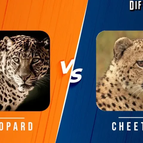 Leopard vs Cheetah Differences and Comparison
