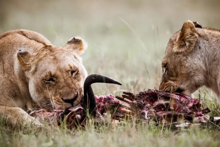 African Lion Vs Honey Badger Differences And Comparison » Differencess