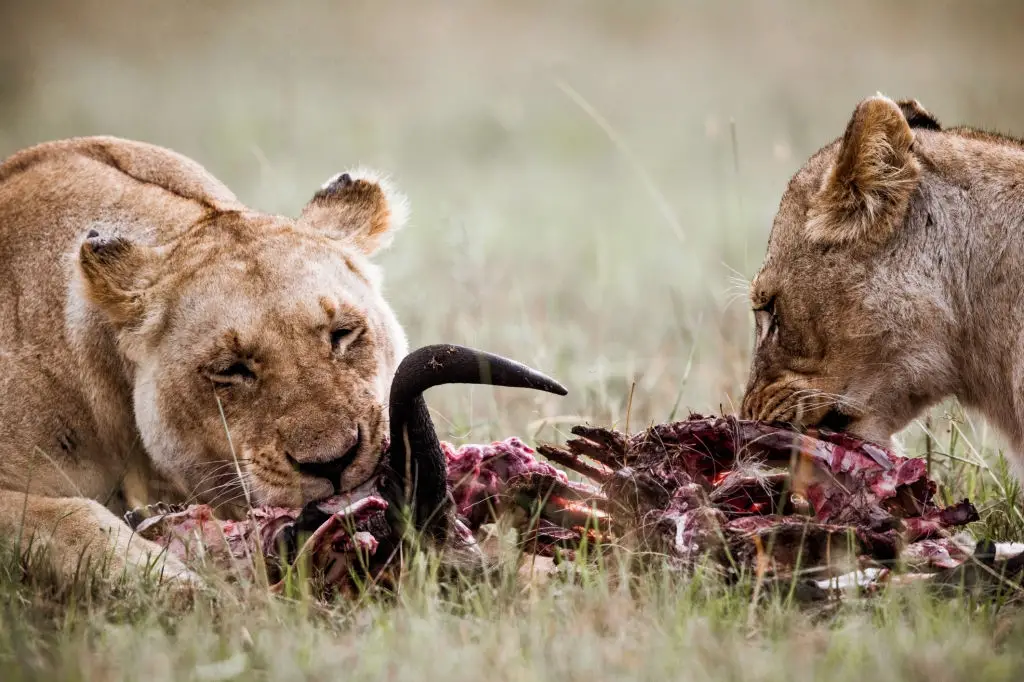 lions feeding in wild