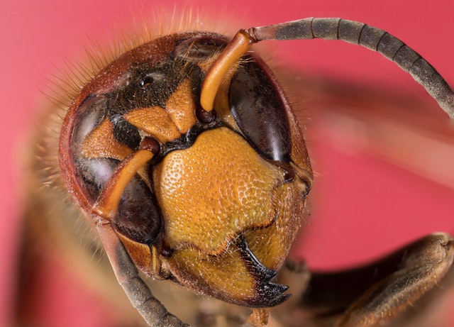 macro photo of bee