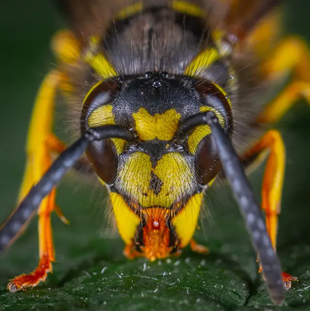 macro photo of wasp