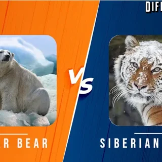 polar bear vs siberian tiger