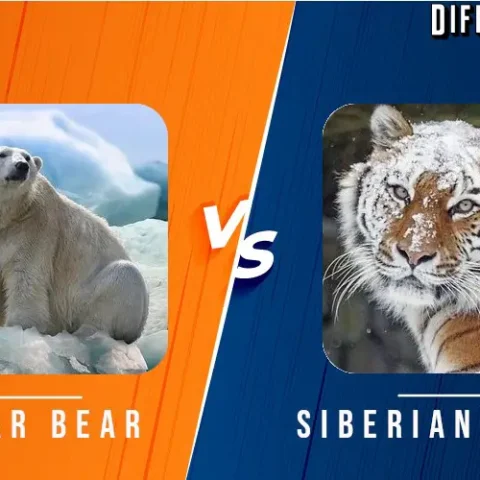 Polar Bear vs Siberian Tiger Differences and Comparison