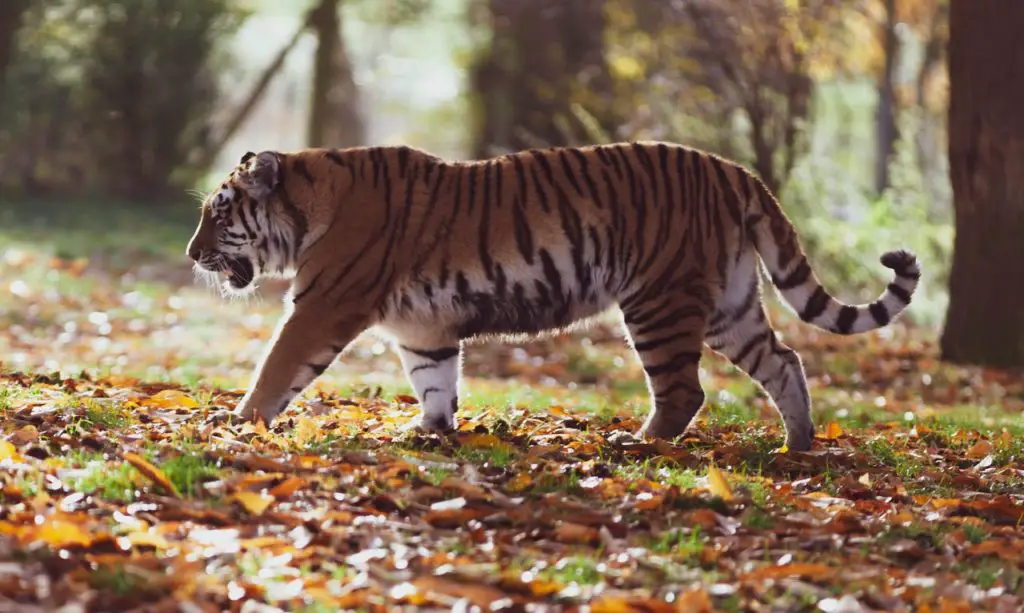 siberian tiger in wild